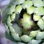 Artichoke