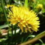 Dandelion Root