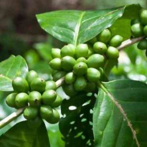 Green coffee bean ingredient