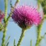 Milk Thistle