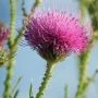 Milk Thistle