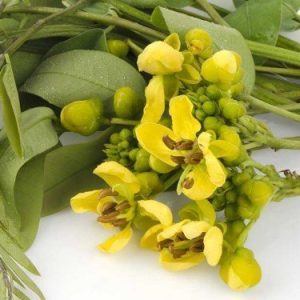 Senna leaf ingredient